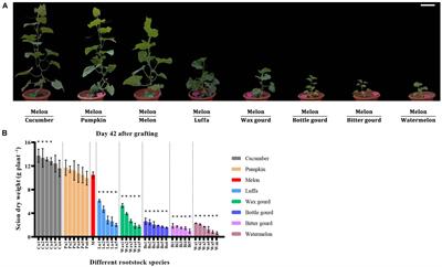 Compatibility Evaluation and Anatomical Observation of Melon Grafted Onto Eight Cucurbitaceae Species